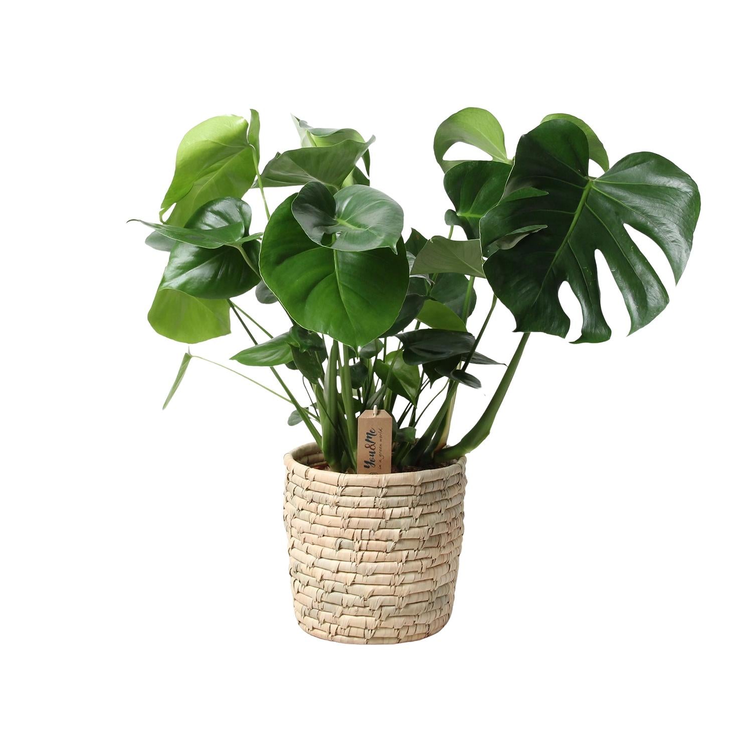Monstera in Basket Palmleaf – Ø21cm ↕60cm | Average maintenance
