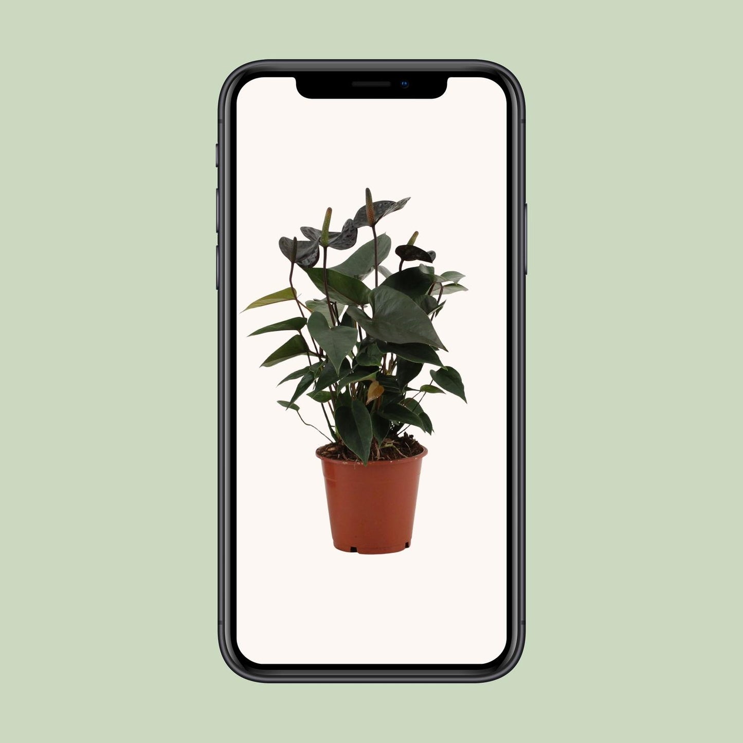 Anthurium 'Black Love' (in transparent sleeve) – Ø12cm ↕36cm | Average maintenance