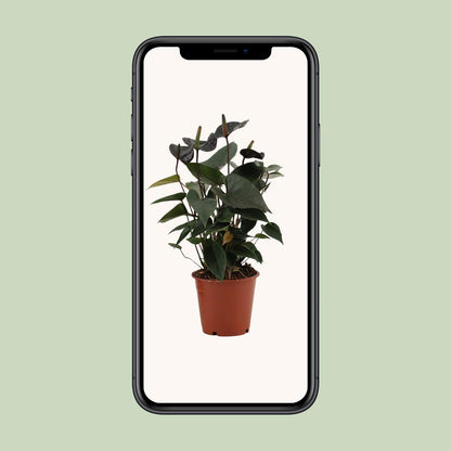 Anthurium 'Black Love' (in transparent sleeve) – Ø12cm ↕36cm | Average maintenance