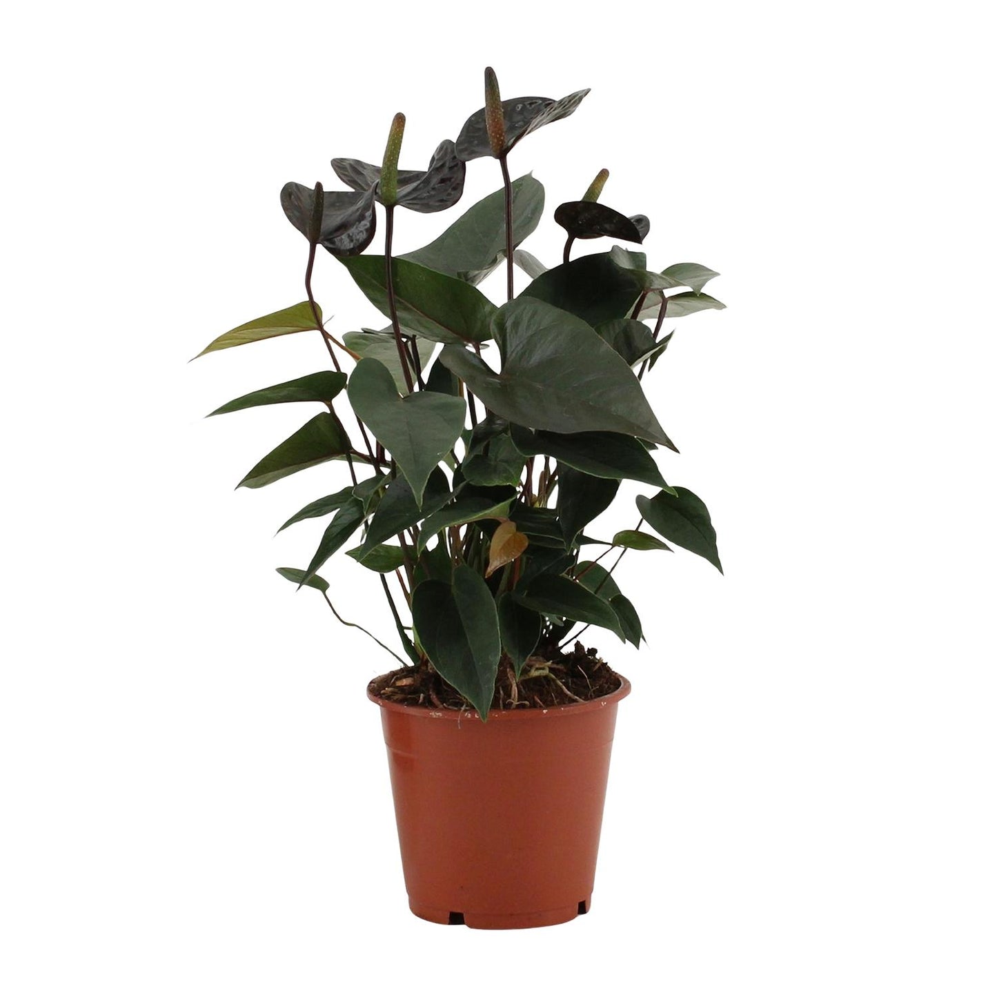 Anthurium 'Black Love' (in transparent sleeve) – Ø12cm ↕36cm | Average maintenance