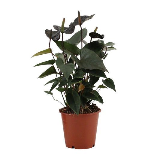 Anthurium 'Black Love' (in transparent sleeve) – Ø12cm ↕36cm | Average maintenance