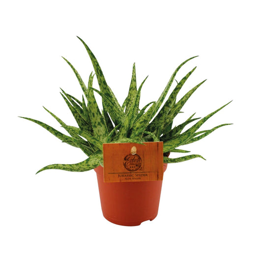 Aloe Spider – Ø10.5cm ↕15cm | Easy maintenance