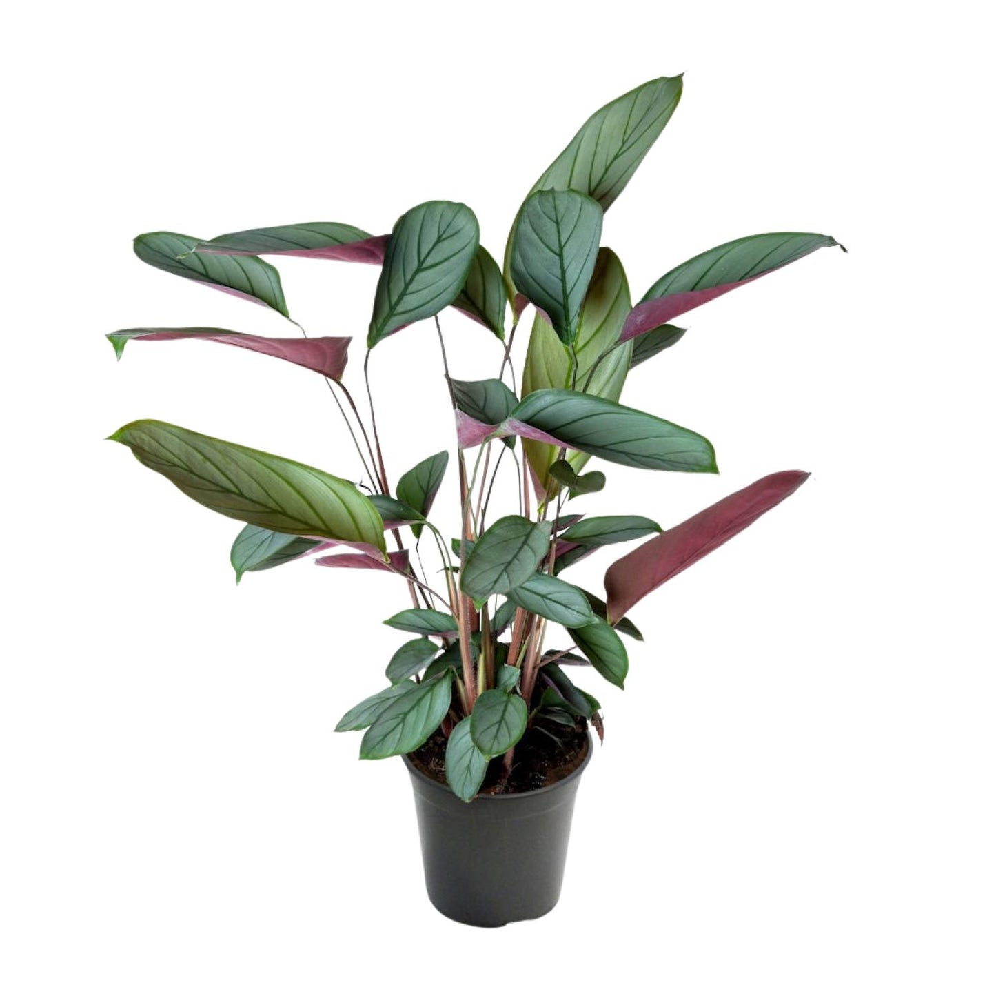 Ctenanthe Setosa – Ø17cm ↕60cm | Jungle Artist – Average maintenance