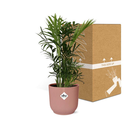 Chamaedorea Elegans in ELHO Vibes Fold 14 cm pink