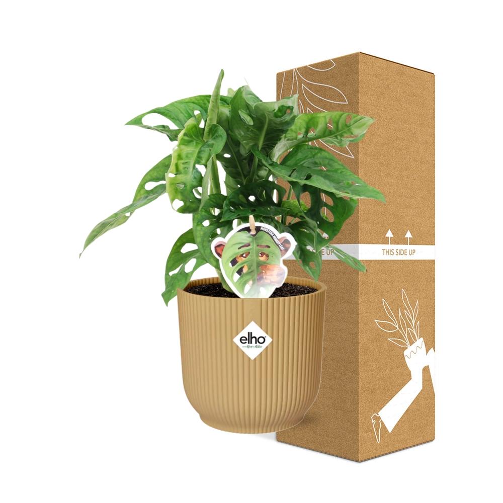 Monstera 'Monkey Leaf' in ELHO Vibes Fold 14 cm yellow