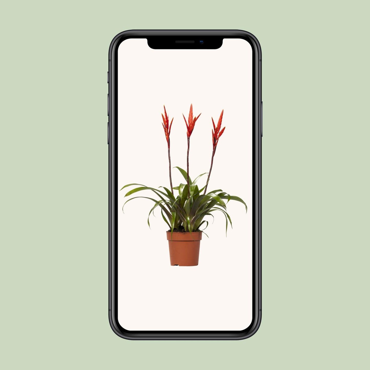 Vriesea Elan Tuft – Ø12cm ↕55cm | Easy maintenance