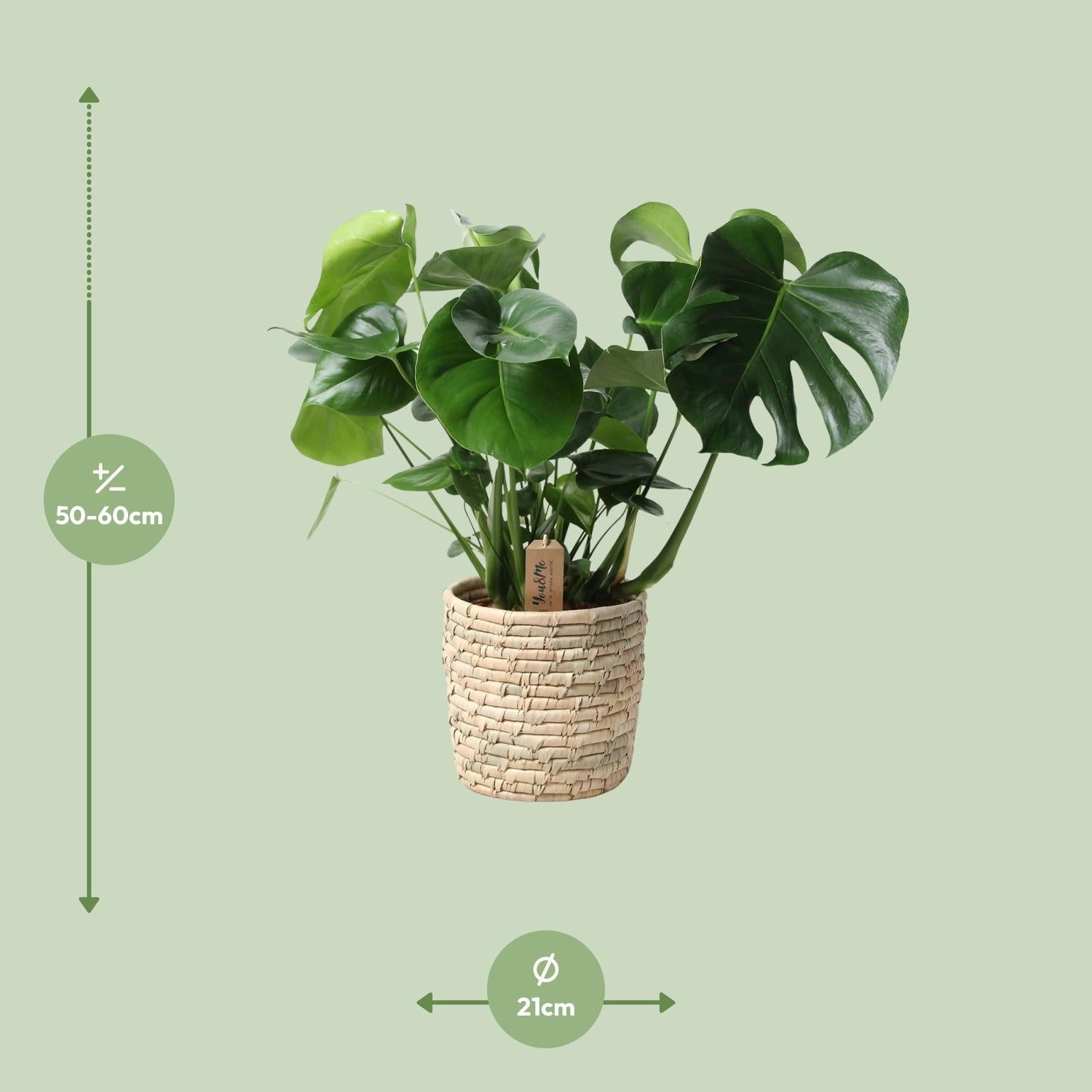 Monstera in Basket Palmleaf – Ø21cm ↕60cm | Average maintenance