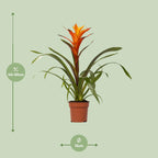 Guzmania Variada – Ø12cm ↕50cm | Easy maintenance