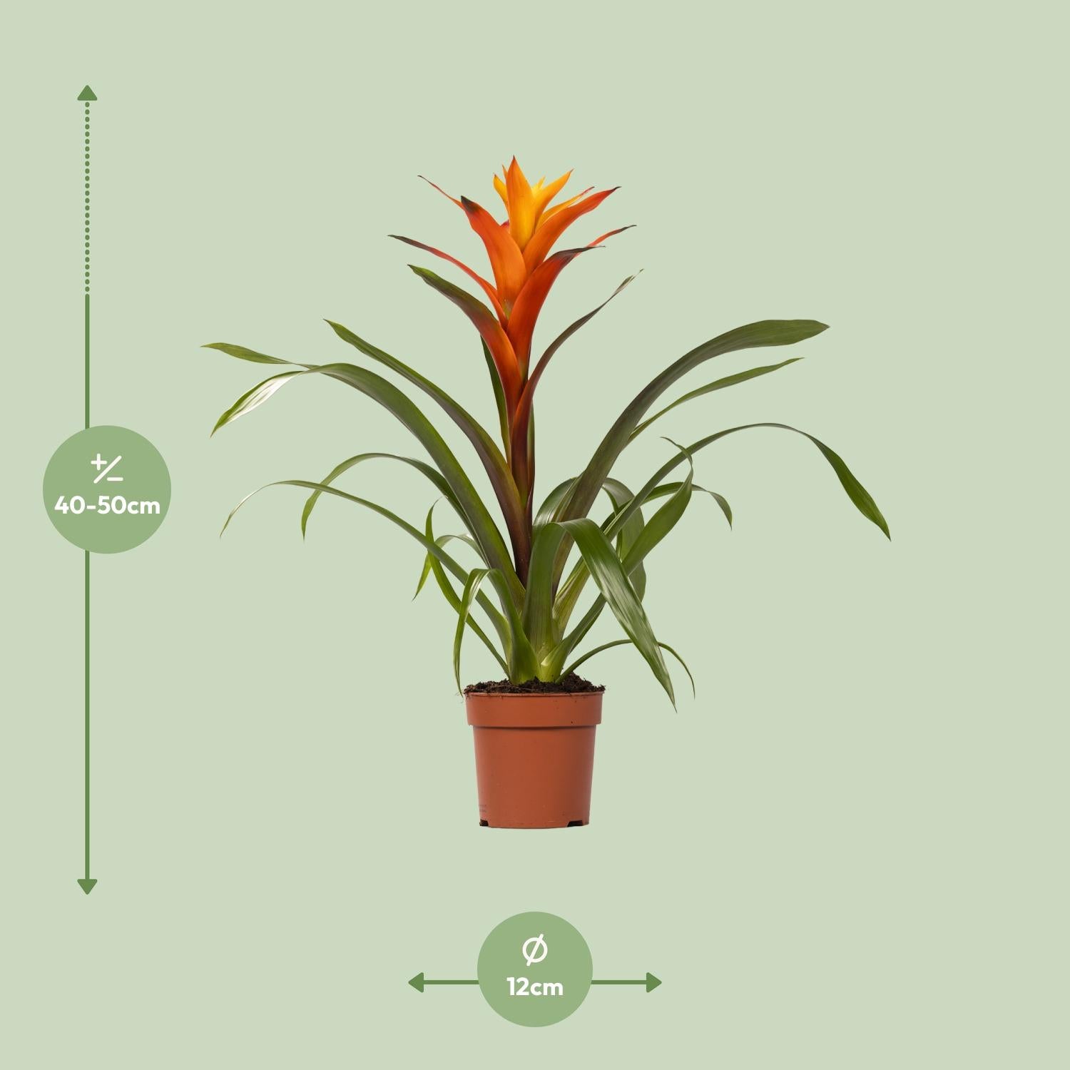 Guzmania Variada – Ø12cm ↕50cm | Easy maintenance
