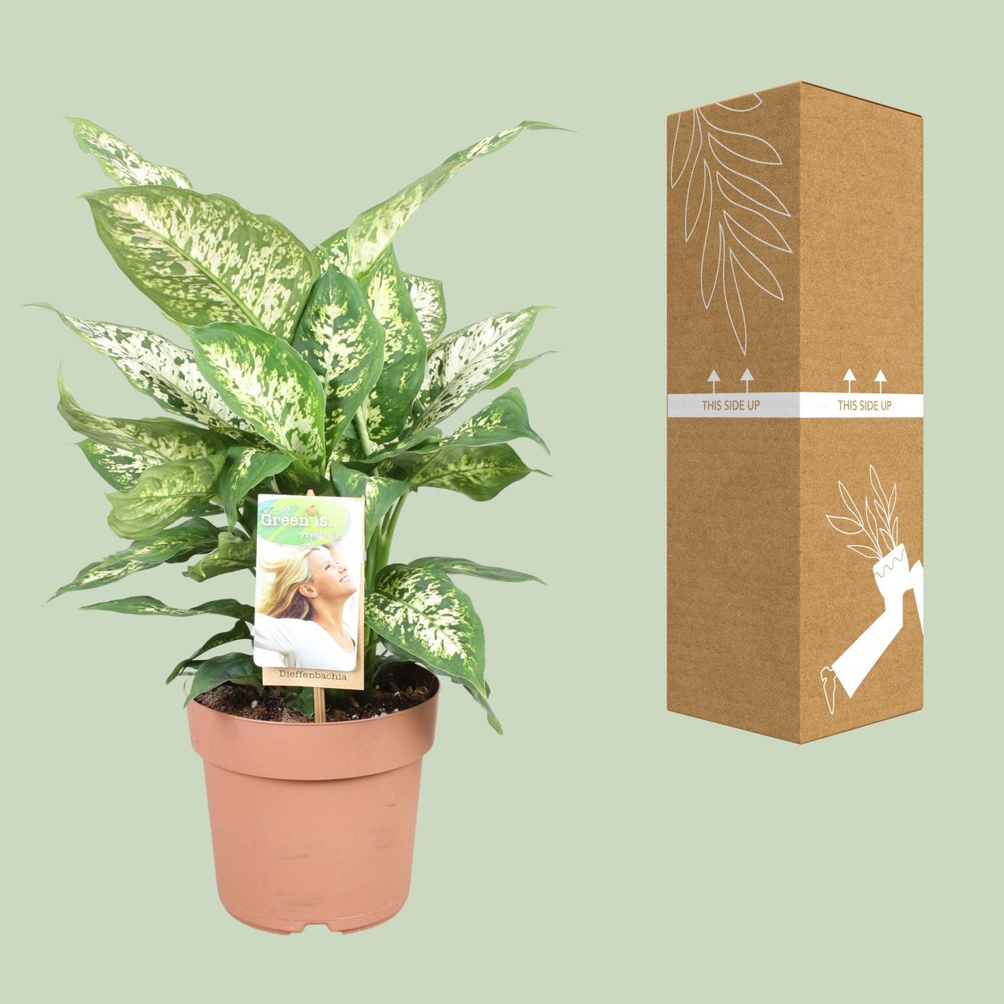 Dieffenbachia Compacta – Ø17cm ↕45cm | Average maintenance