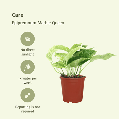 Epipremnum Marble Queen – Set of 4 – Ø12 cm – ↕15 cm