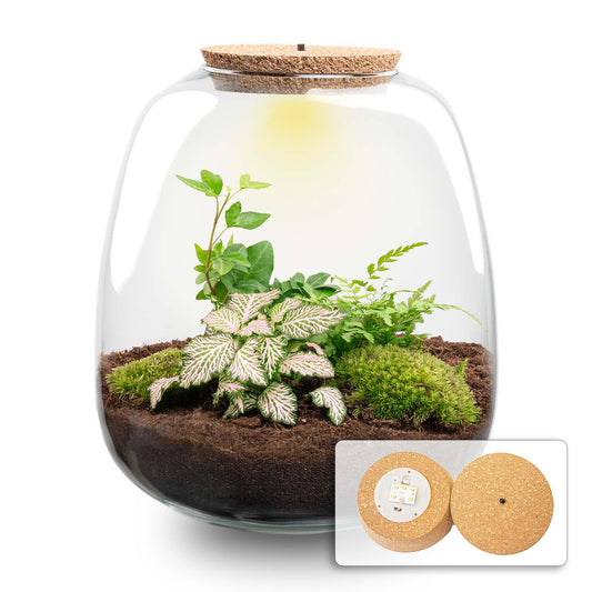 🌿💡 DIY Terrarium Emma – Fittonia Pink Tiger + LED – 25×23 cm