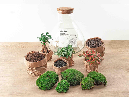 Sam XL Bonsai - DIY Terrarium - 32 cm high