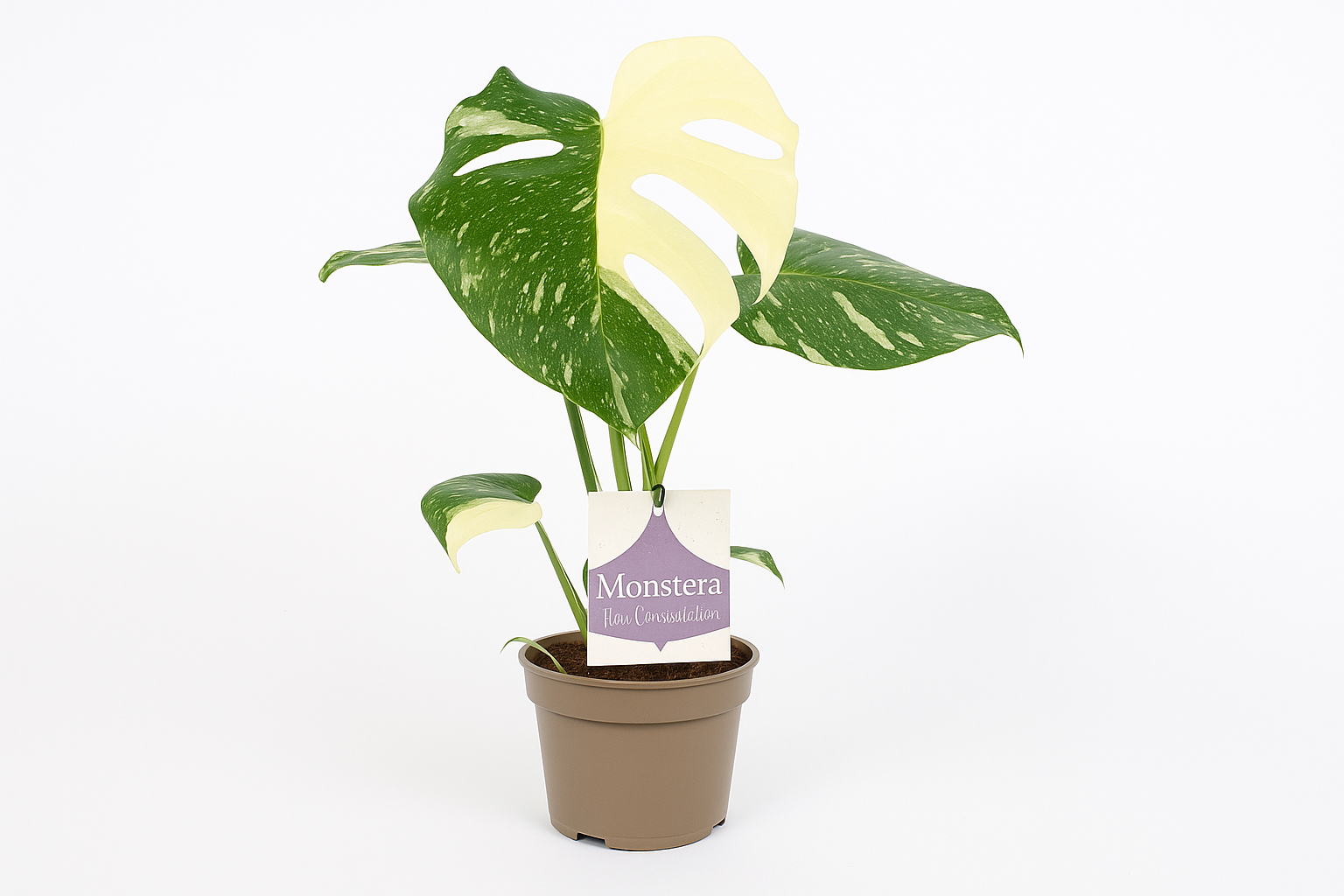 Monstera Thai Constellation – Ø12cm ↕30cm | Challenging maintenance