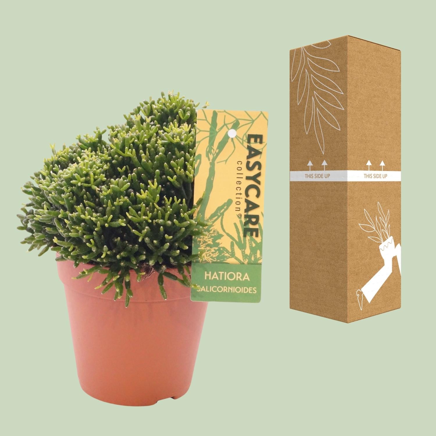 Hatiora salicornioides - Ø12cm - ↕22cm | The bottle cactus – Easy care