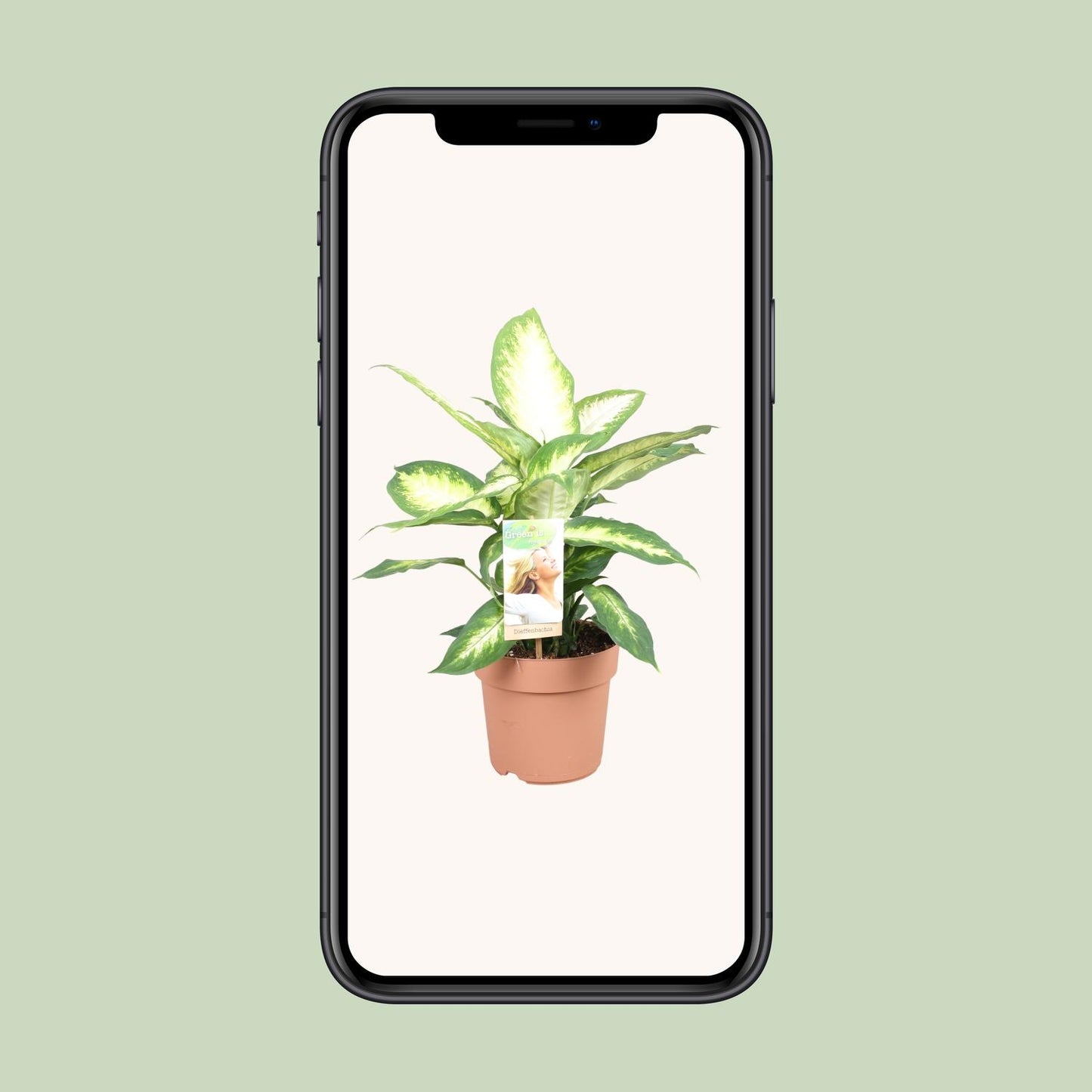 Dieffenbachia Camilla – Ø17cm ↕45cm | Average maintenance