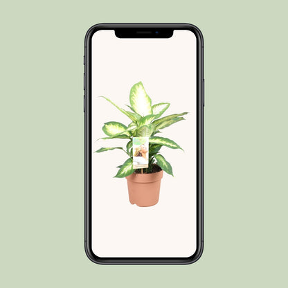 Dieffenbachia Camilla – Ø17cm ↕45cm | Average maintenance