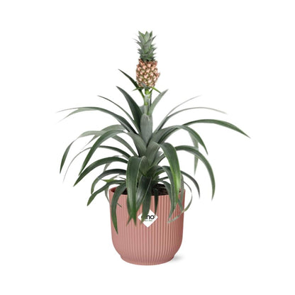 Pineapple 'Mi Amigo' in ELHO Vibes Fold 14cm pink | Tropical eye-catcher – Average maintenance