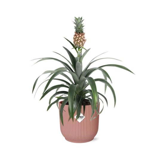 Pineapple 'Mi Amigo' in ELHO Vibes Fold 14cm pink | Tropical eye-catcher – Average maintenance