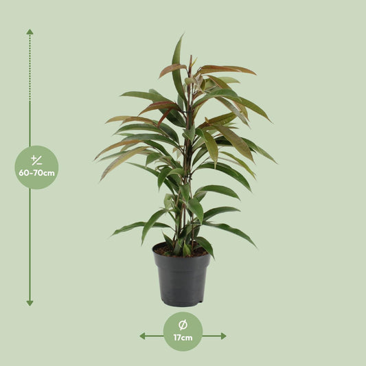 Ficus 'Amstel King' – Ø17cm ↕70cm | Slender leaf king – Average maintenance