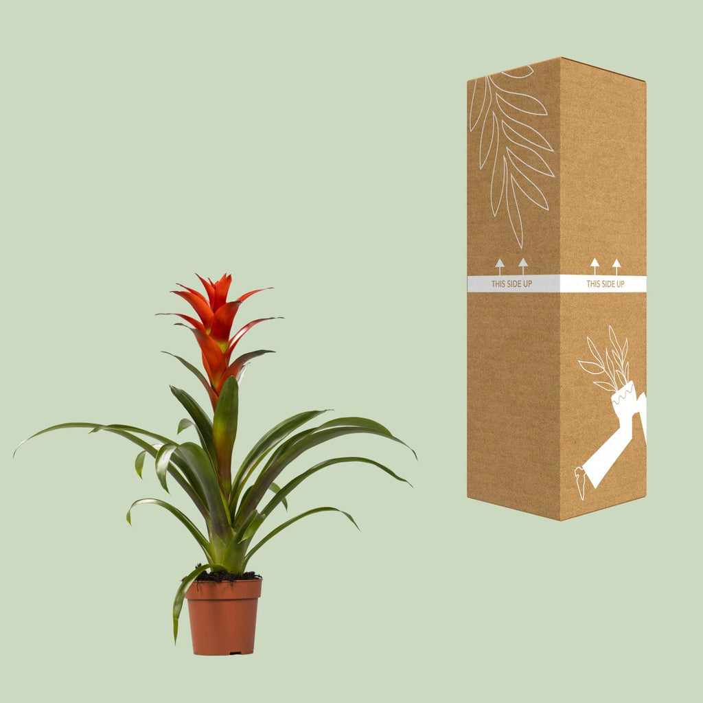 Guzmania Ostara – Ø12cm ↕45cm | Easy maintenance