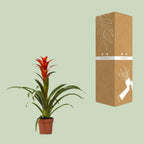 Guzmania Ostara – Ø12cm ↕45cm | Easy maintenance