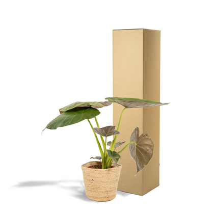 Alocasia Wentii (Elephant Ear) – Ø19cm ↕65cm + Basket Selin | Average maintenance