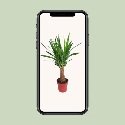 Yucca "Maya Tree" – Ø19cm ↕80cm | Easy maintenance
