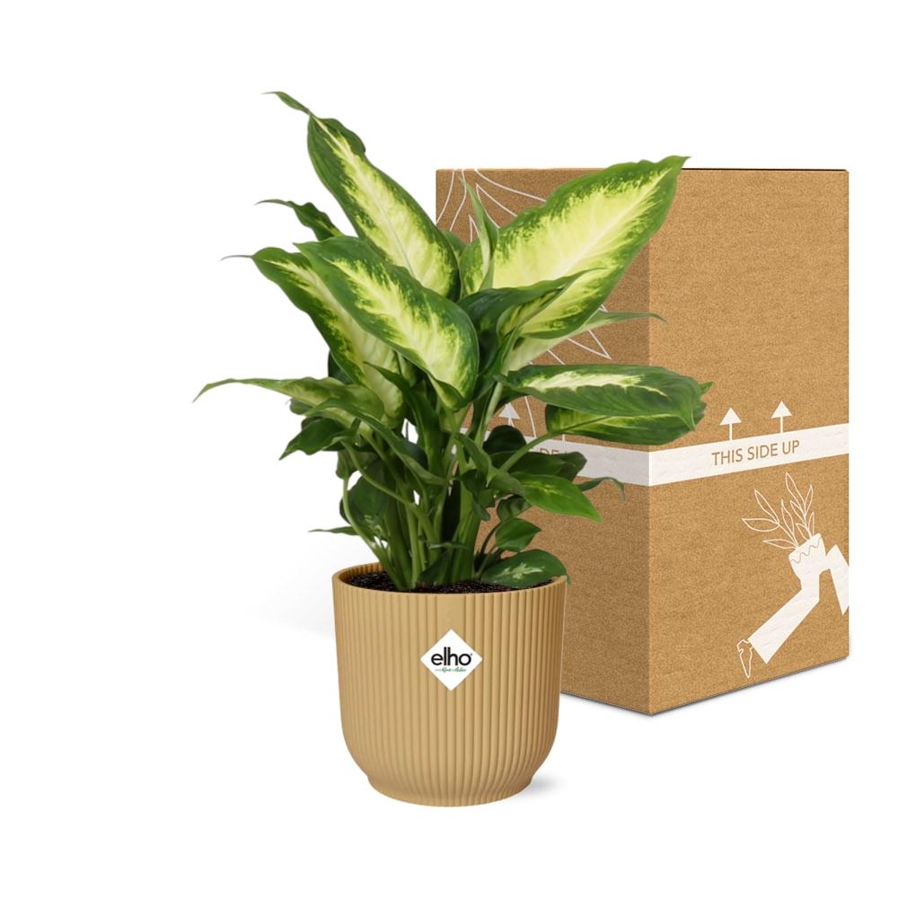 Dieffenbachia 'Camilla' in ELHO Vibes Fold 14cm yellow | Colorful beauty – Average maintenance