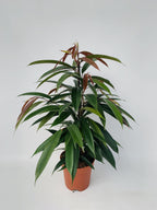 Ficus ‘Amstel King’ P17 – Ø17cm ↕75cm | Gemiddeld onderhoud