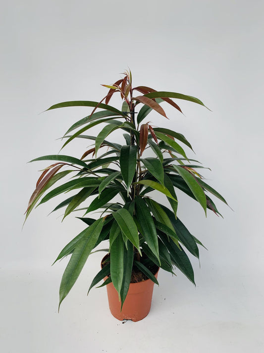 Ficus 'Amstel King' P17 – Ø17cm ↕75cm | Average maintenance