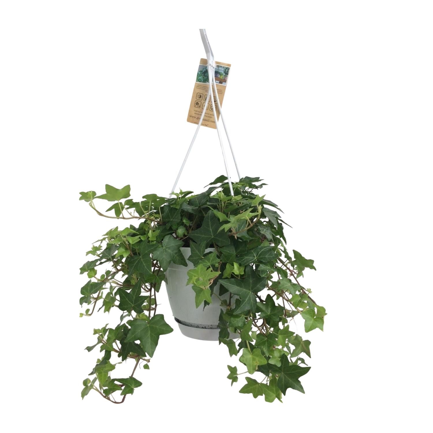 Hedera Helix – Ivy House &amp; Outdoor Plant Ø17 cm ↕45 cm