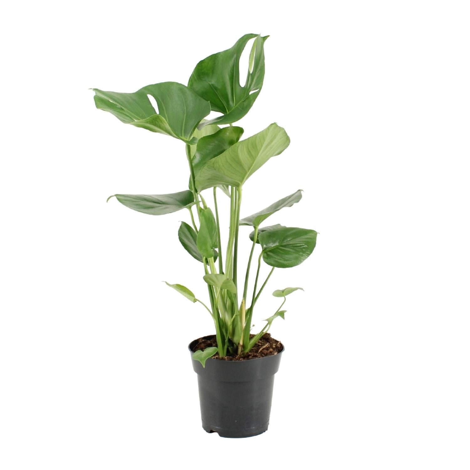 Monstera Deliciosa – Ø17cm ↕60cm | The iconic 'Swiss cheese plant' – Average maintenance