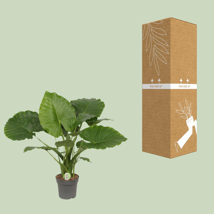 Alocasia Gageana 'California' (Elephant Ear) – Ø21cm ↕80cm | Average maintenance