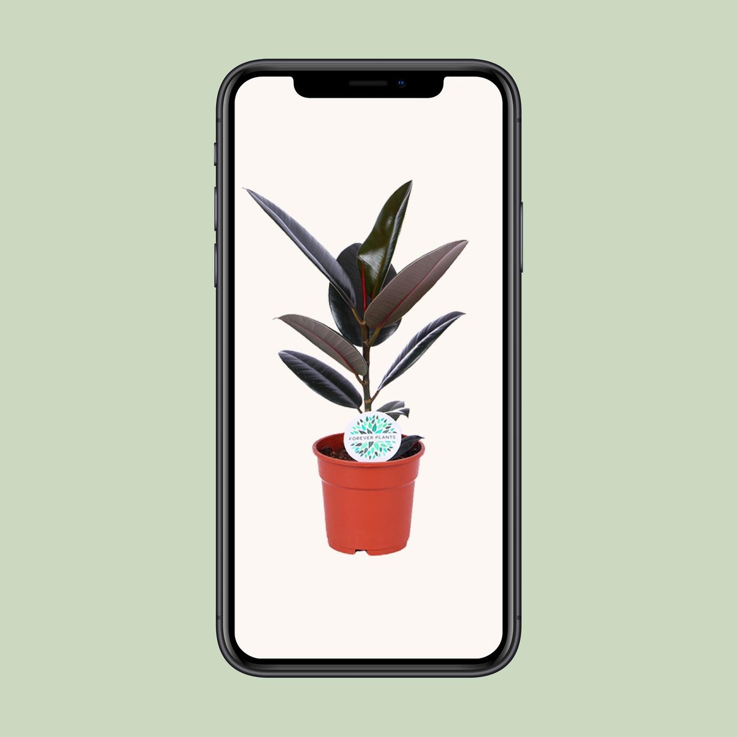Ficus Elastica Abidjan – Ø17cm ↕55cm | The executive rubber tree – Average maintenance