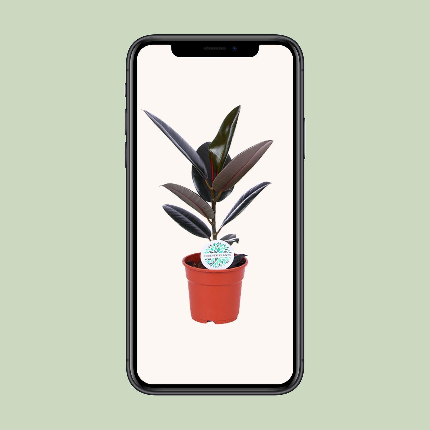 Ficus Elastica Abidjan – Ø17cm ↕55cm | De executive rubberboom – Gemiddeld onderhoud