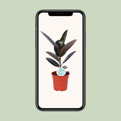 Ficus Elastica Abidjan – Ø17cm ↕55cm | The executive rubber tree – Average maintenance