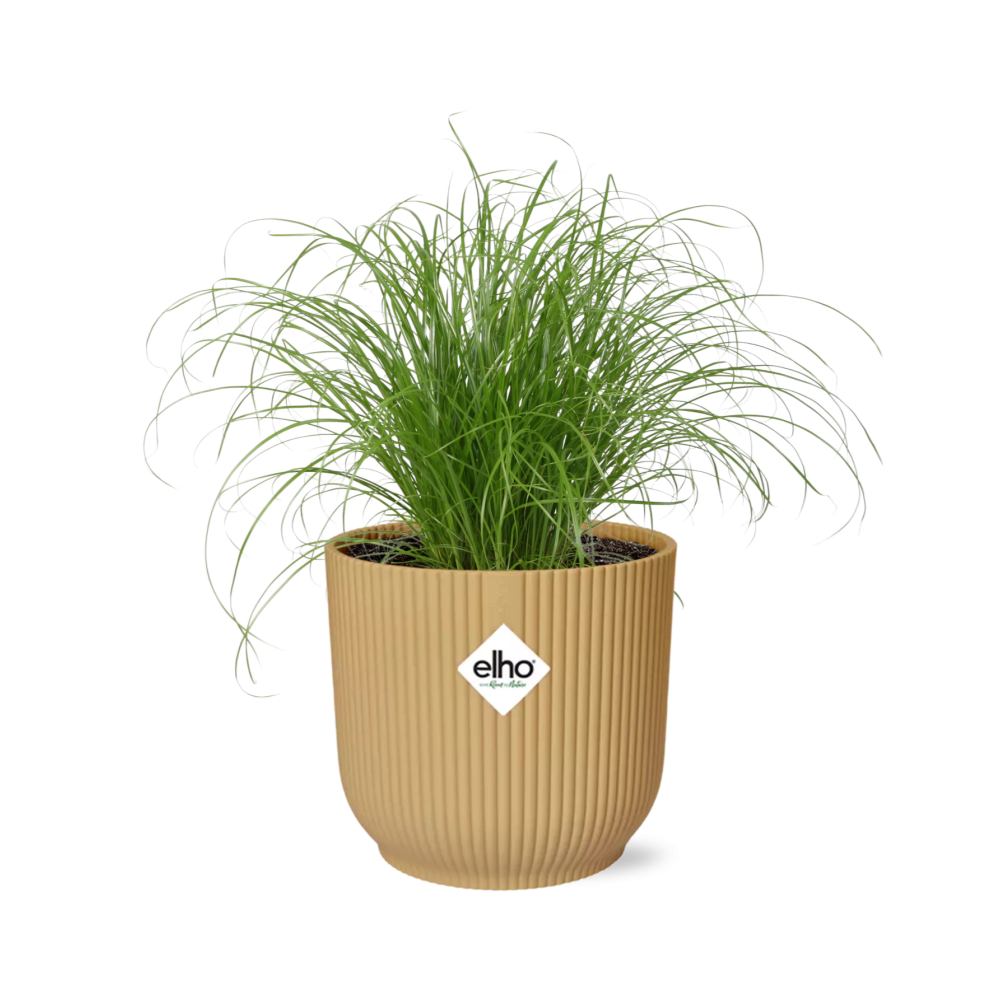 Cyperus Alternifolius 'Zumula' in ELHO Vibes Fold 14cm yellow | Umbrella grass with thirst – Average maintenance