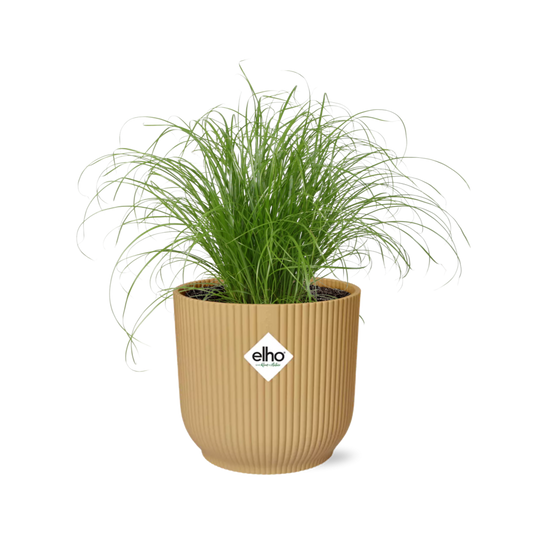 Cyperus Alternifolius 'Zumula' in ELHO Vibes Fold 14cm yellow | Umbrella grass with thirst – Average maintenance
