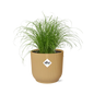 Cyperus Alternifolius 'Zumula' in ELHO Vibes Fold 14cm yellow | Umbrella grass with thirst – Average maintenance
