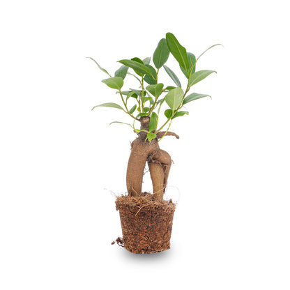 Ficus Ginseng bonsai – Microcarpa – Pot size Ø6 cm | The pocket Zen master – Average maintenance