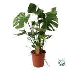 Monstera deliciosa P21 – Ø21cm ↕60cm | Average maintenance