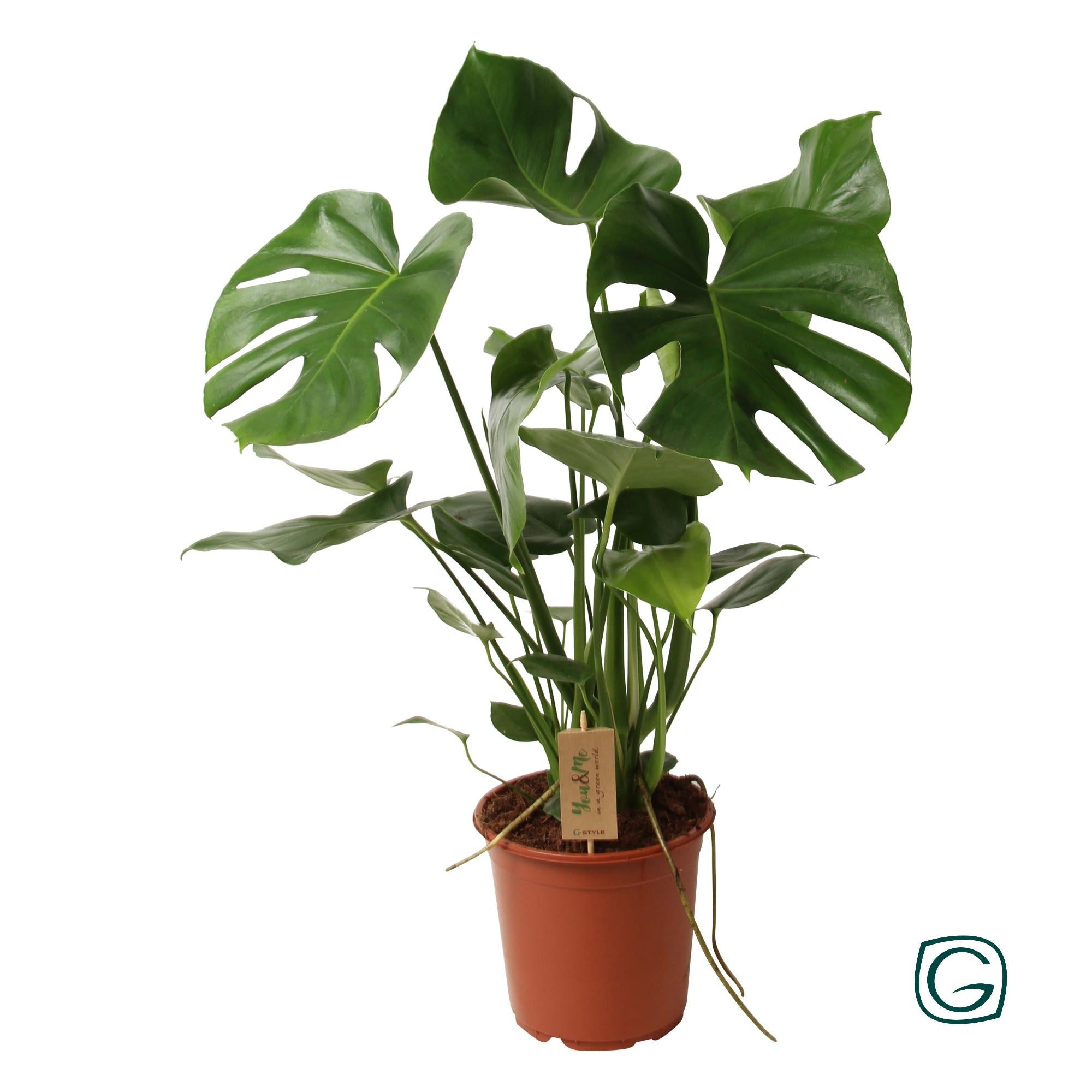 Monstera deliciosa P21 – Ø21cm ↕60cm | Average maintenance
