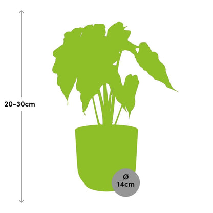 Alocasia 'Polly' in ELHO Vibes Fold 14 cm yellow