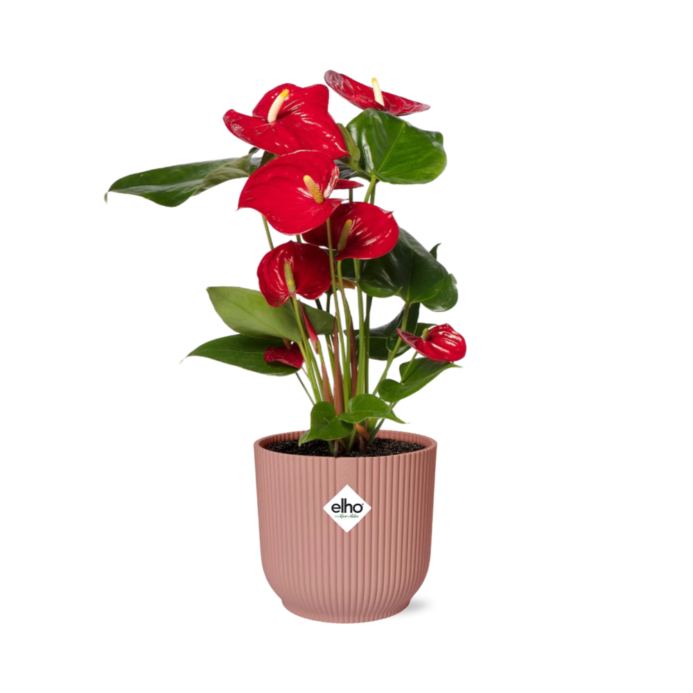 Anthurium Red 12cm in ELHO Vibes Fold 14cm pink | Tropical diva – Average maintenance