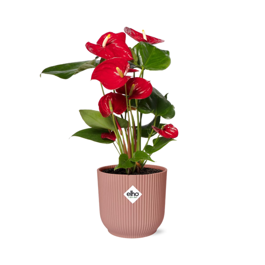 Anthurium Red 12cm in ELHO Vibes Fold 14cm pink | Tropical diva – Average maintenance