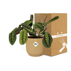 Maranta Leuconeura ‘Fascinator’ Tricolor in ELHO Vibes Fold 14cm geel | De gebedsplant – Gemiddeld onderhoud