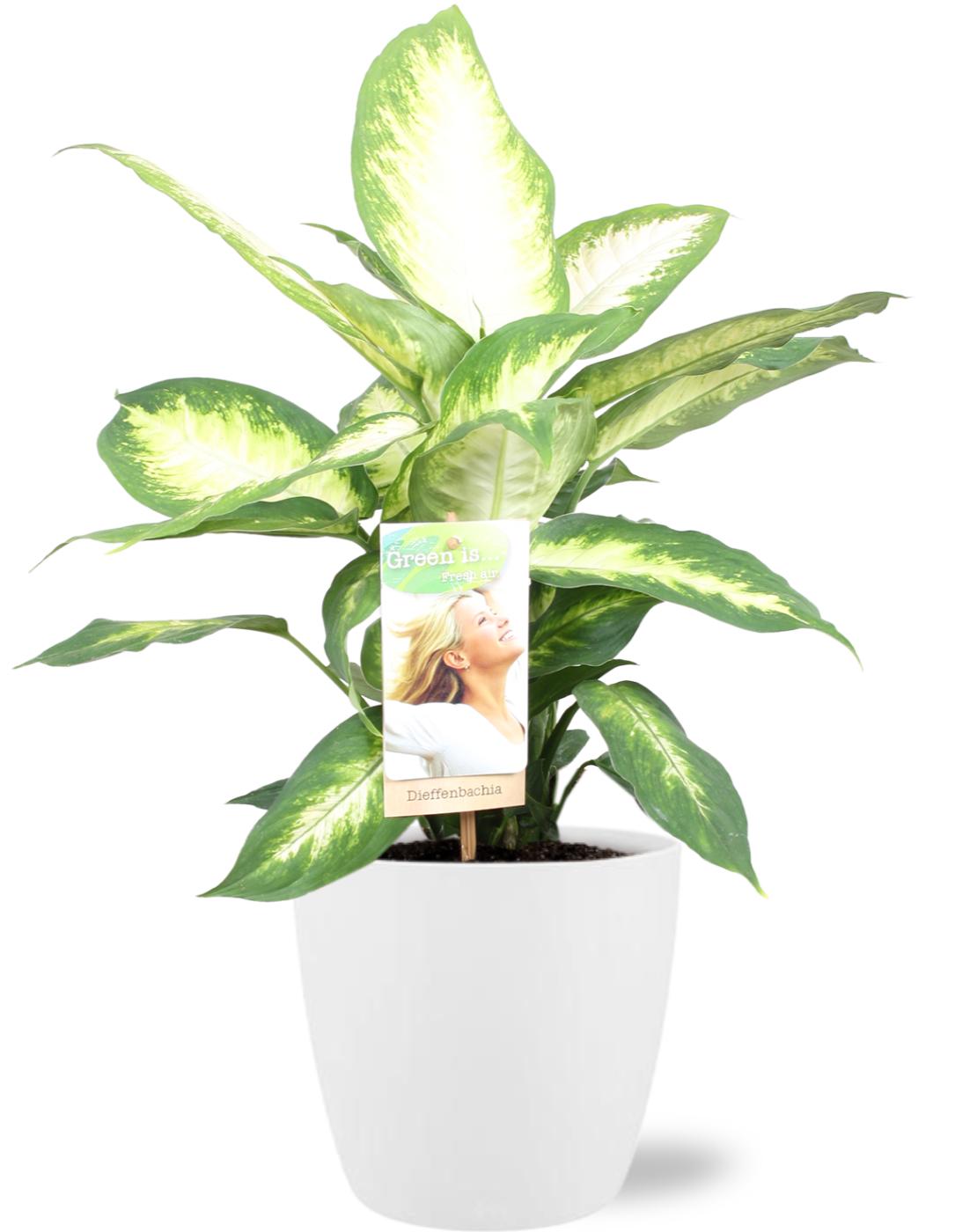 Dieffenbachia Camilla – Ø17cm ↕45cm + Pot Brussels D18x17cm White | Colorful eye-catcher – Average maintenance