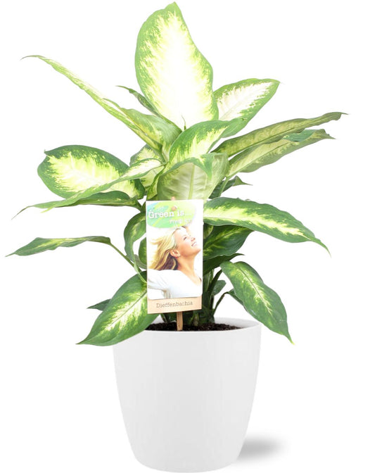 Dieffenbachia Camilla – Ø17cm ↕45cm + Pot Brussels D18x17cm White | Colorful eye-catcher – Average maintenance