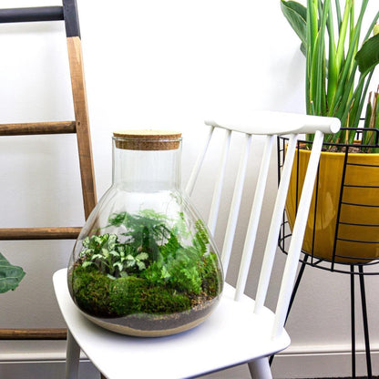 🌿 DIY Terrarium Sam XL – 35 cm